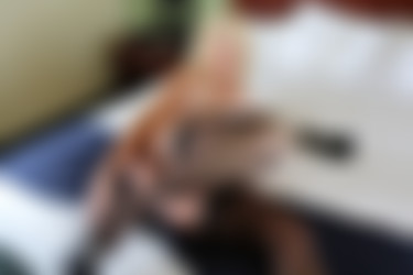 Onlyfans.com - kaylakleevage/Images/02-11-2018-15557272.jpg