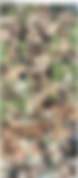 T-Girls On Film Part 5/Screens/tg84s.jpg