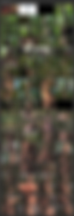 Subspaceland.com Collection/_screens/Lolly Small - Whips In The Forest.mp4.jpg