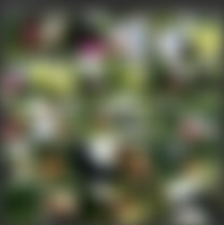 WTFPass.com Network SiteRip - Part #3/Panda Fuck/S/2012-Hot strapon fucking in the woods.mp4.jpg